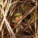 Saxifraga foliolosa before it has bloomed.